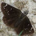 image of animal
