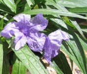 image of mexican_petunia #0