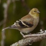 image of bird
