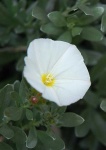 image of flower