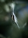 image of black_and_gold_garden_spider #6