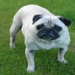 image of animal