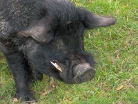 image of wild_boar