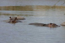 image of hippopotamus