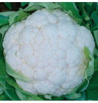 image of cauliflower
