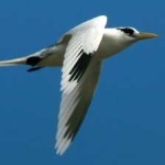 image of bird