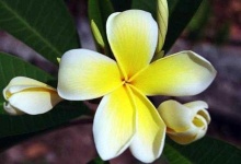 image of flower