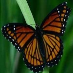 image of animal