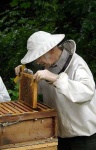 image of apiary