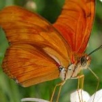 image of animal