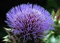 image of artichoke_flower #7