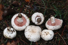 image of mushrooms