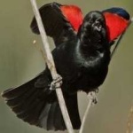 image of bird