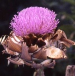 image of artichoke_flower #54