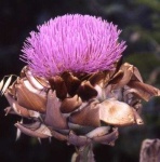 image of flower