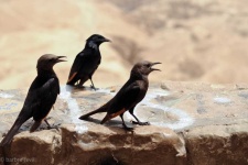 image of animal