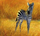 image of zebra #34