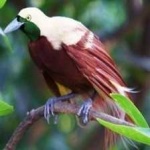 image of bird