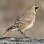 image of bird