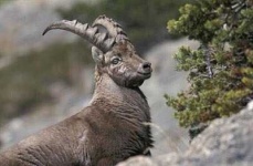 image of ibex