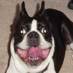 image of animal