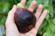 image of fig