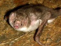 image of animal