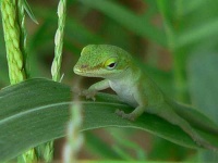 image of american_chameleon #33