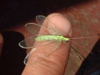 image of lacewing