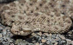 image of sidewinder