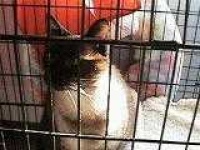 image of siamese_cat