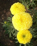 image of flower