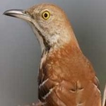 image of brown_thrasher #13