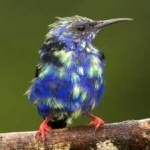 image of bird