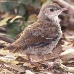 image of bird