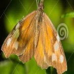 image of animal