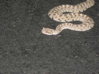image of horned_viper