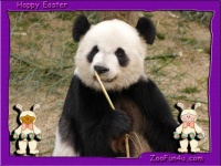 image of giant_panda