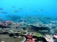 image of coral_reef #12