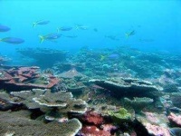image of coral_reef