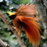 image of bird