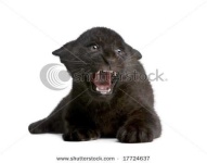 image of jaguar_car