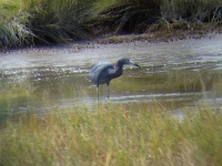 image of little_blue_heron