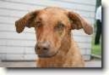 image of chesapeake_bay_retriever