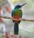 image of jacamar
