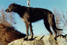image of scottish_deerhound