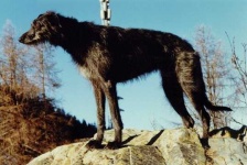 image of scottish_deerhound #23