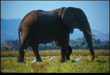 image of african_elephant