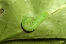 image of caterpillar