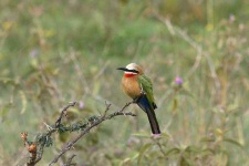 image of bee_eater #6